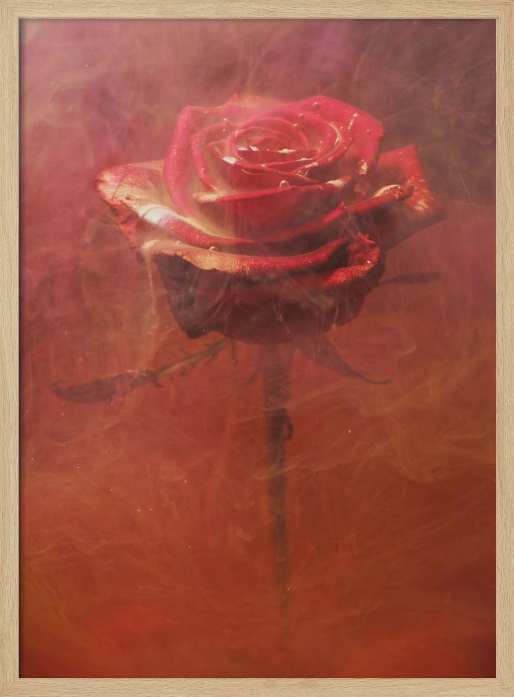 rode roos en inkt in water | Poster