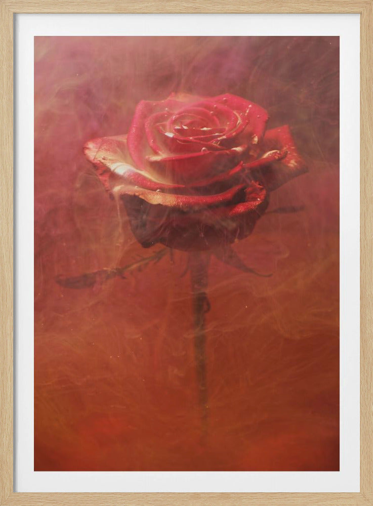 rode roos en inkt in water | Poster