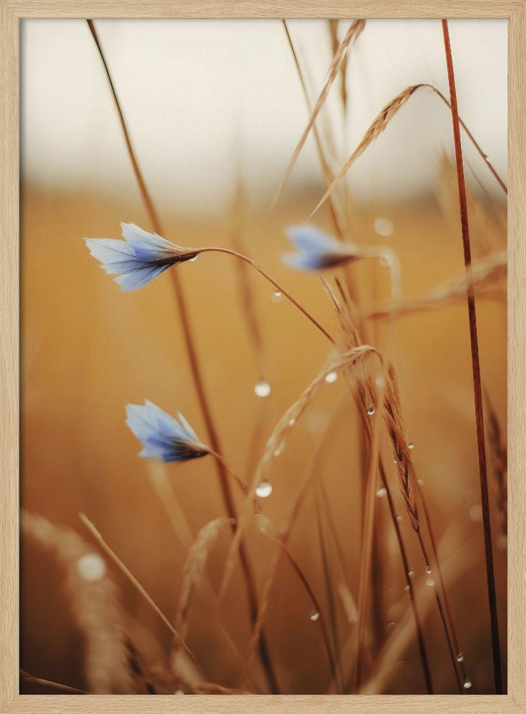 Blue Blooms at Dawn | Poster