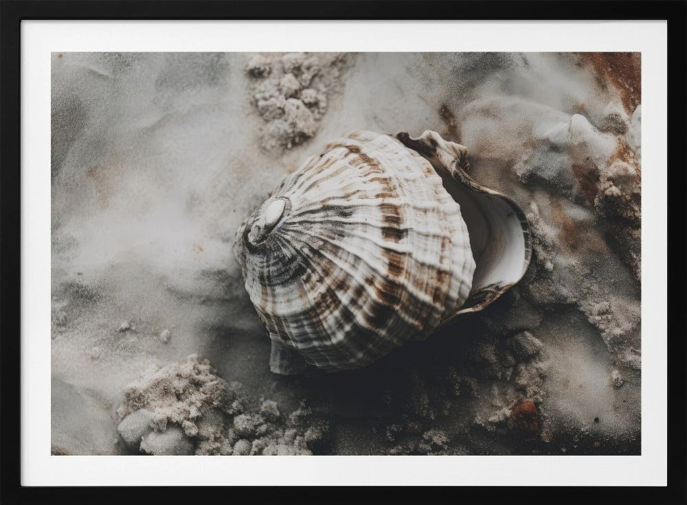 Seashell Serenity | Poster
