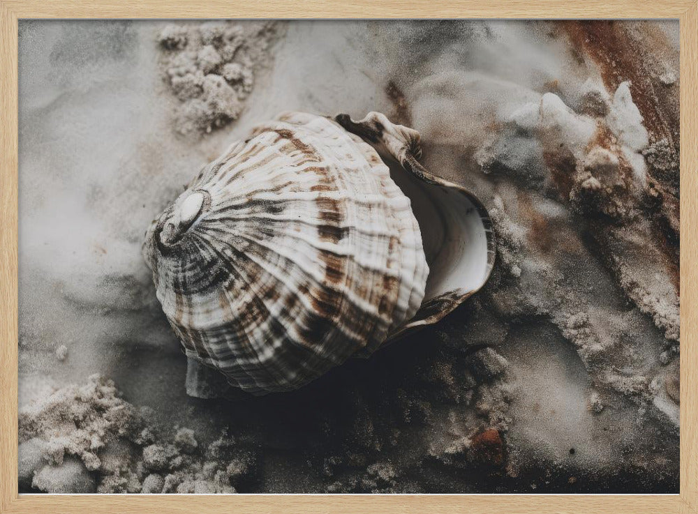 Seashell Serenity | Poster