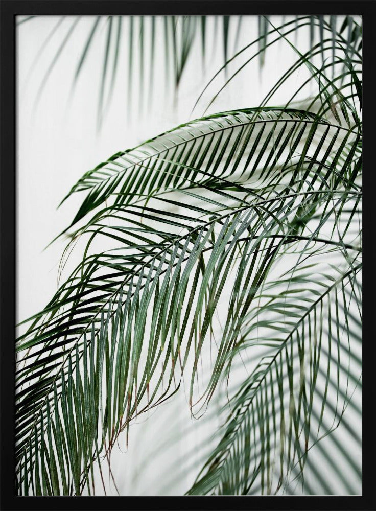 Palmbladeren 21 | Poster