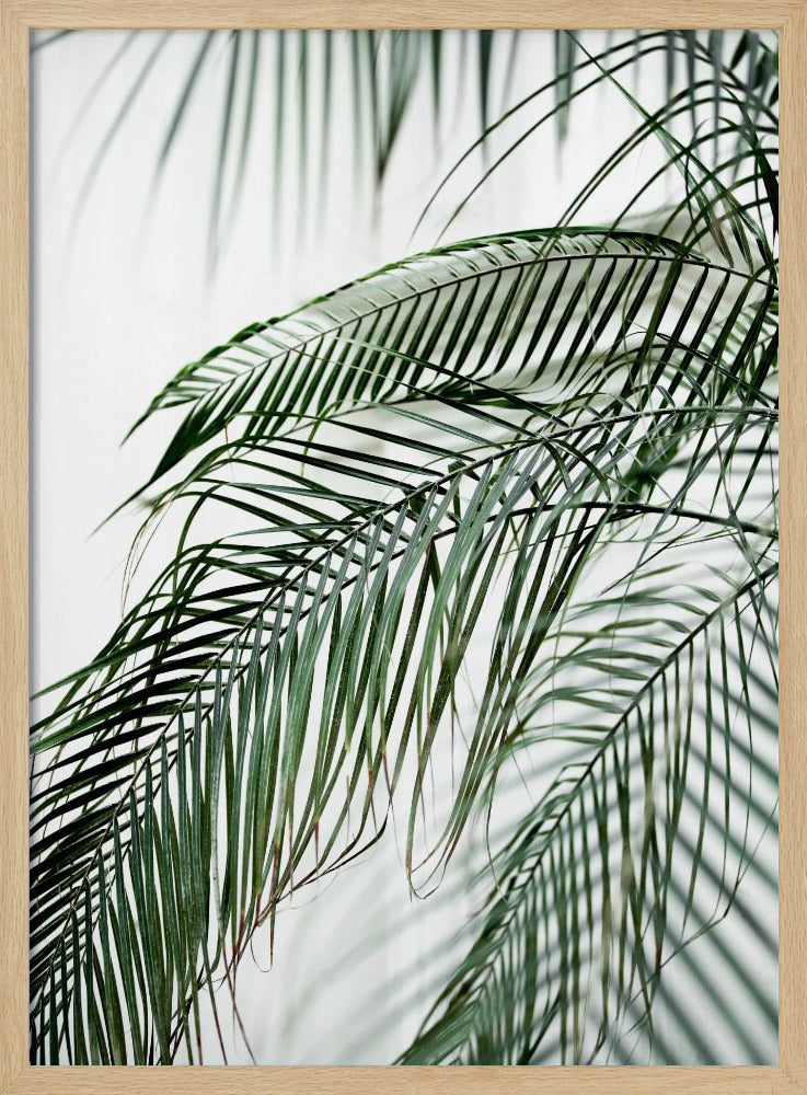 Palmbladeren 21 | Poster