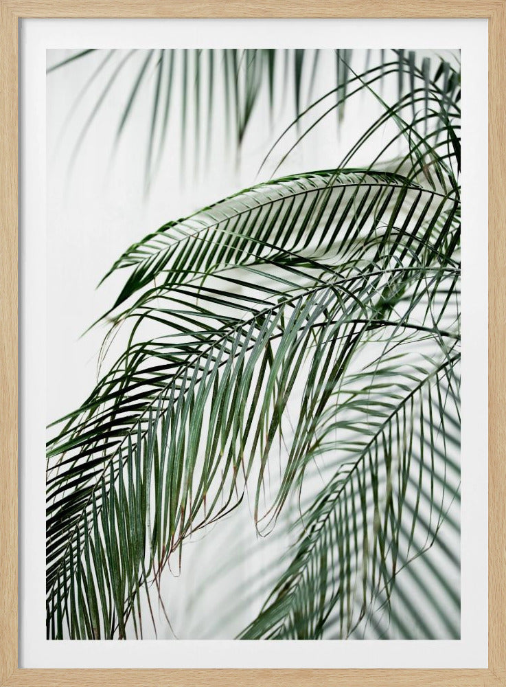 Palm Leaves 21 | Poster
