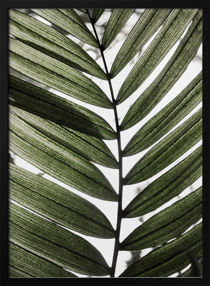 Palmbladeren 24 | Poster