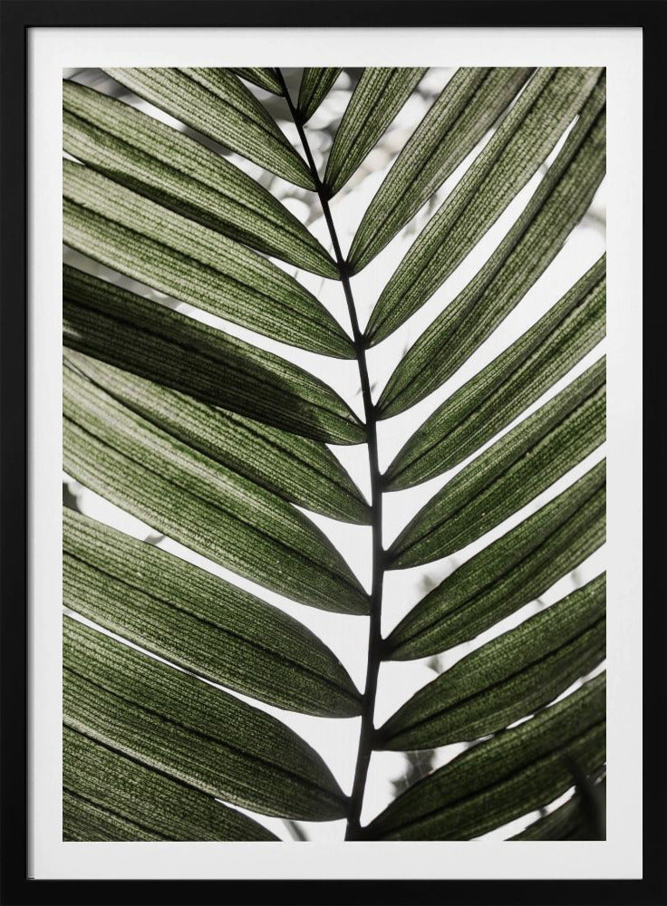 Palmbladeren 24 | Poster