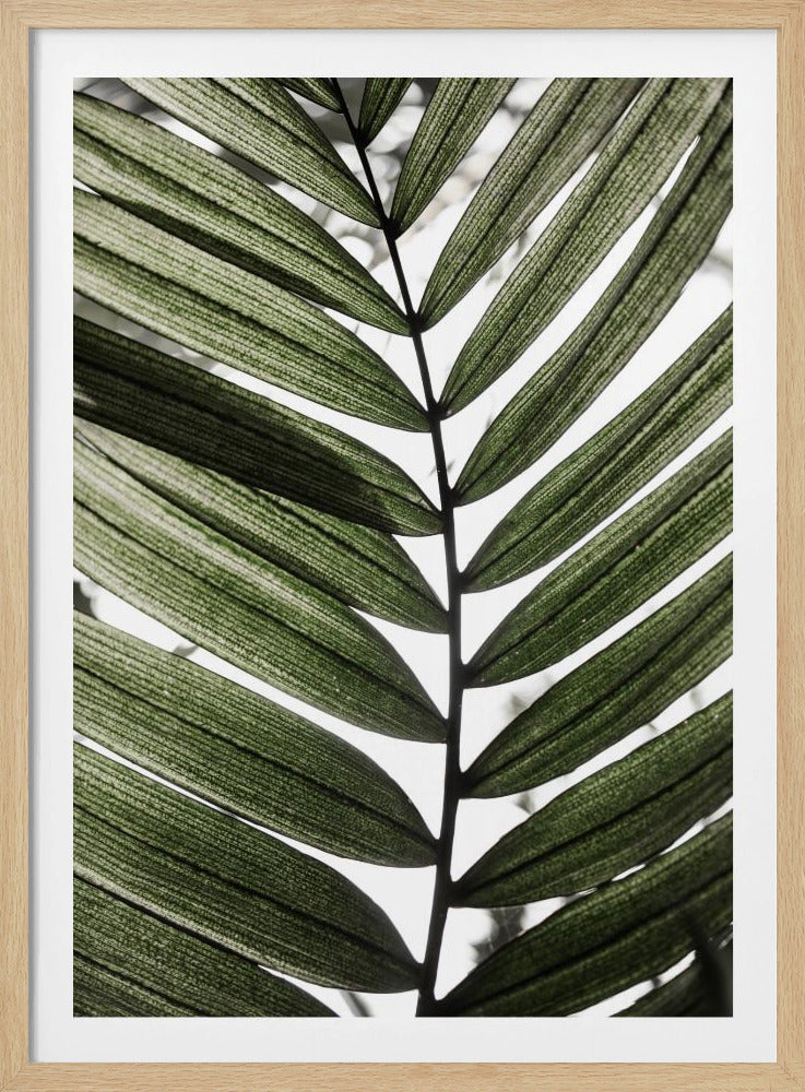 Palmbladeren 24 | Poster