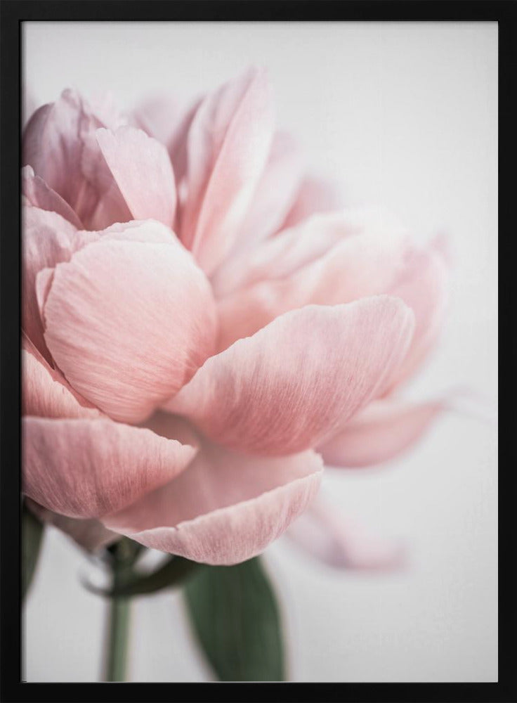 Peony 3 | Poster