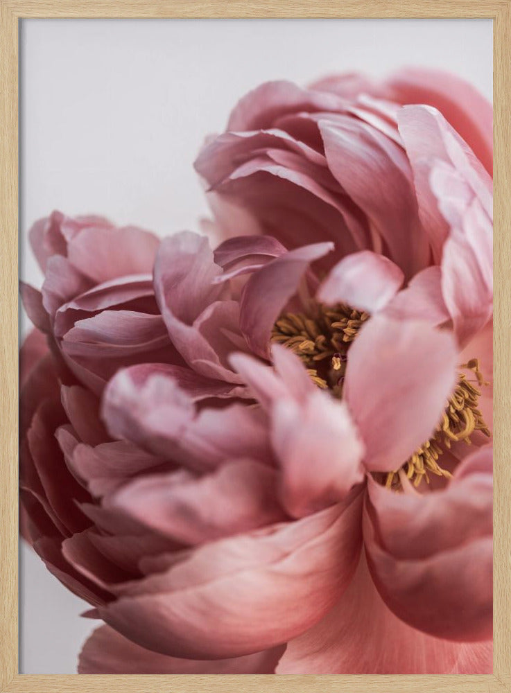 Peony | Poster