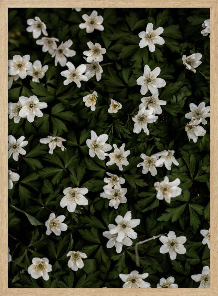 Kleine Bloemen 2 | Poster