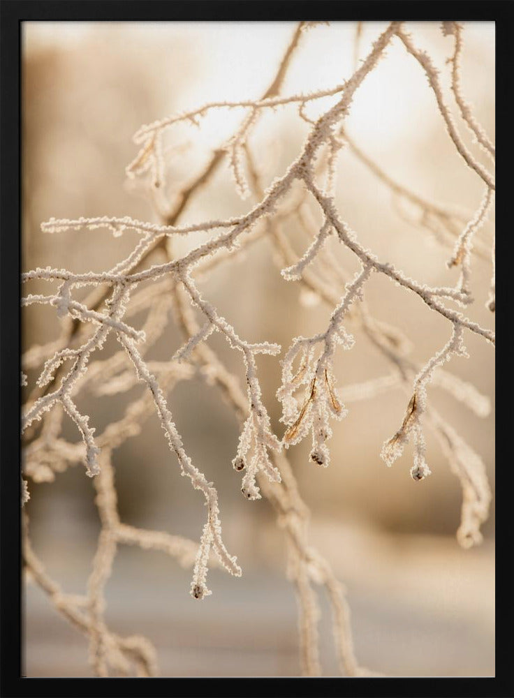 Frosty Morning 6 | Poster