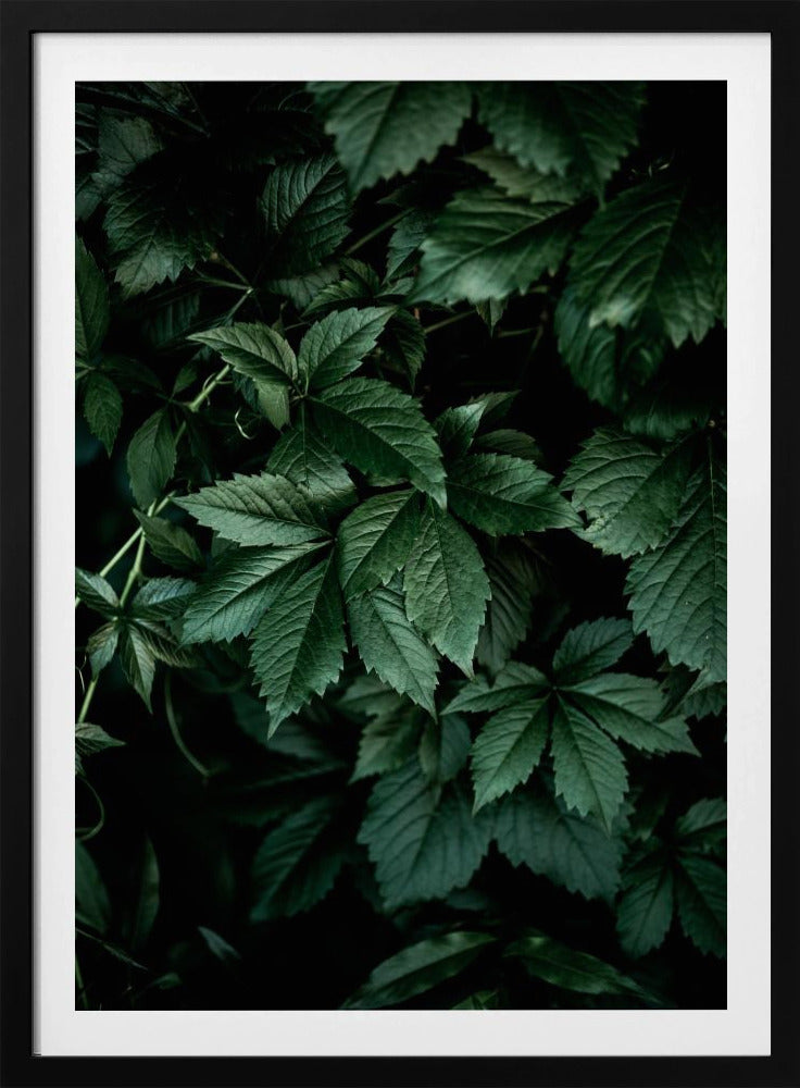 Dark Leaves 13 | Poster