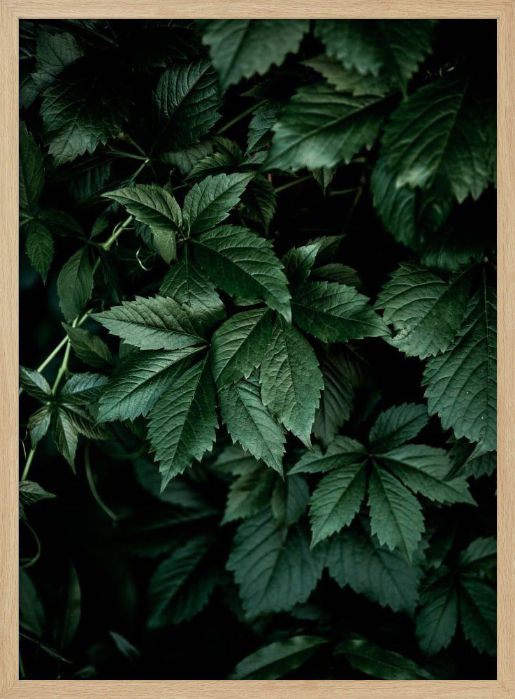 Dark Leaves 13 | Poster