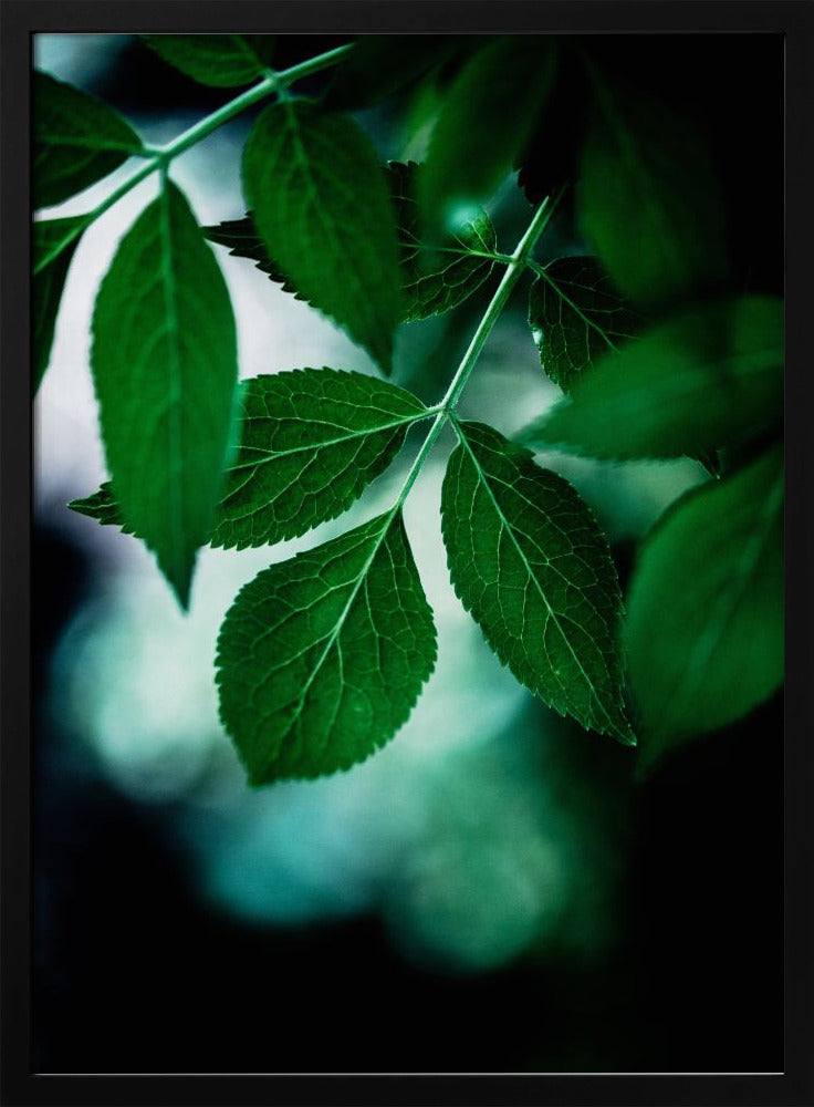 Dark Leaves 14 | Poster