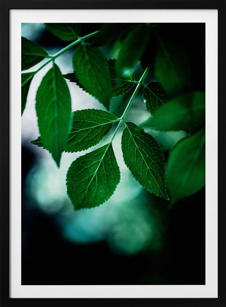 Dark Leaves 14 | Poster