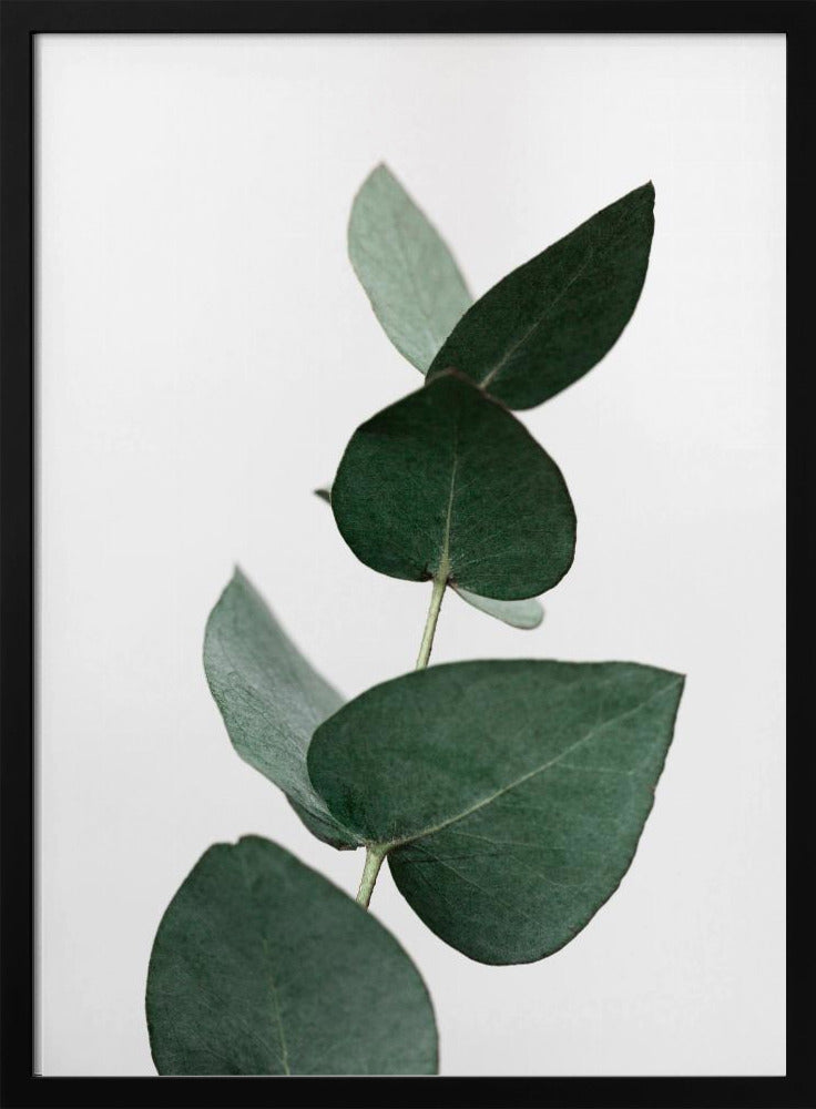 Eucalyptus 4 A1 | Poster