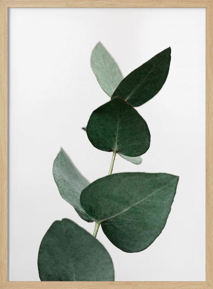 Eucalyptus 4 A1 | Poster