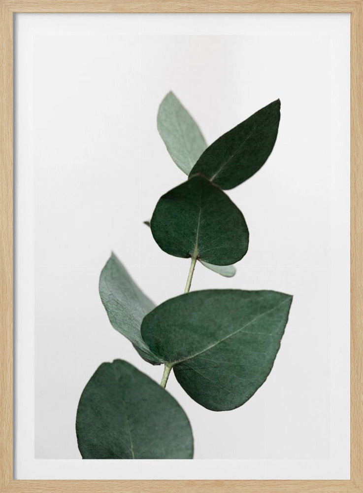 Eucalyptus 4 A1 | Poster