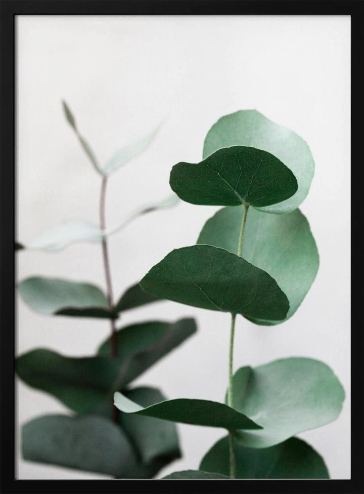 Eucalyptus 5 A1 | Poster