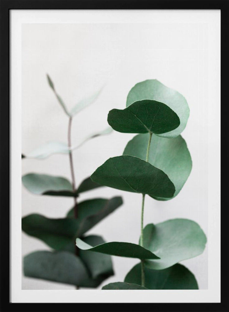 Eucalyptus 5 A1 | Poster
