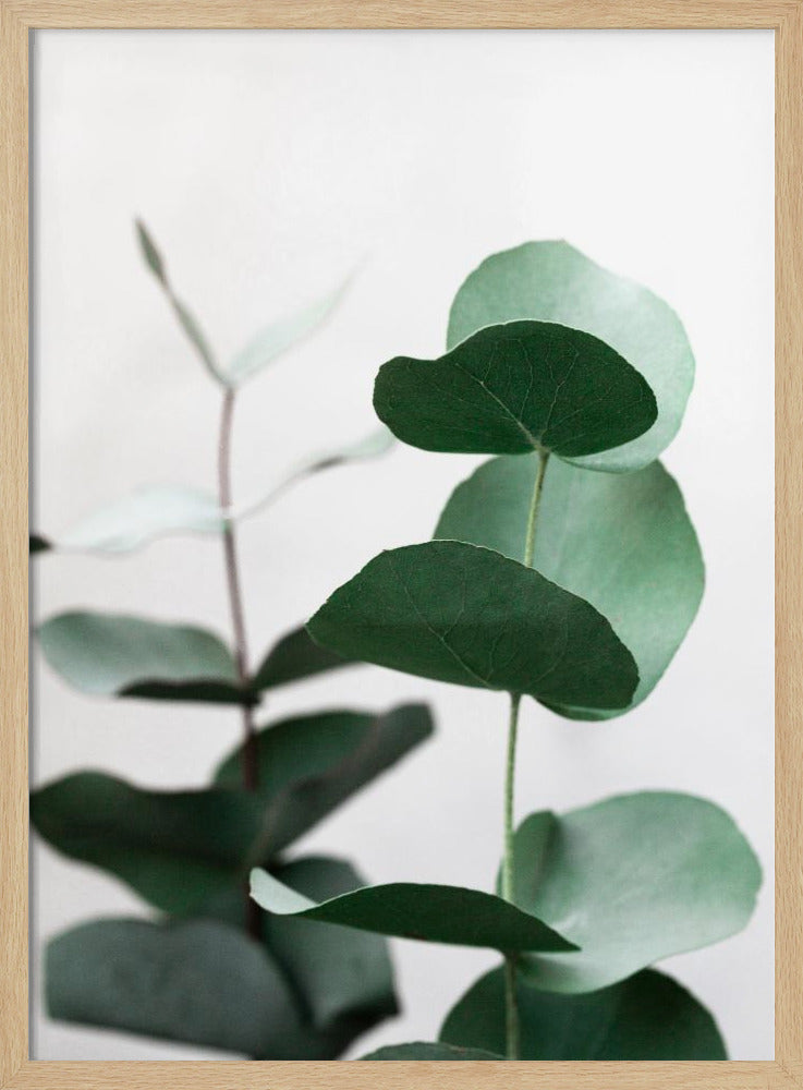 Eucalyptus 5 A1 | Poster