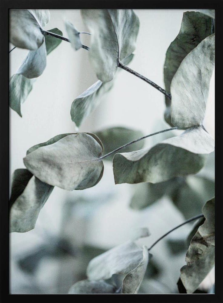 Eucalyptus 8 | Poster