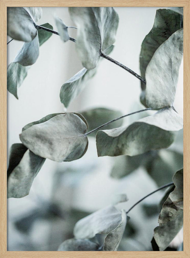 Eucalyptus 8 | Poster