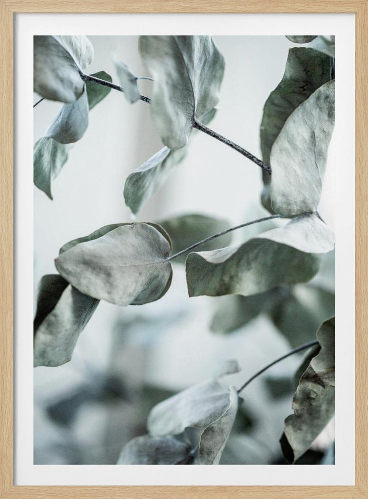 Eucalyptus 8 | Poster