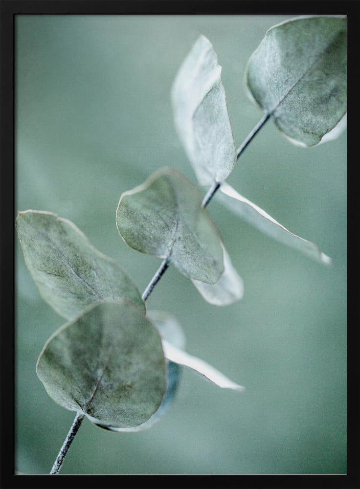 Eucalyptus 9 | Poster