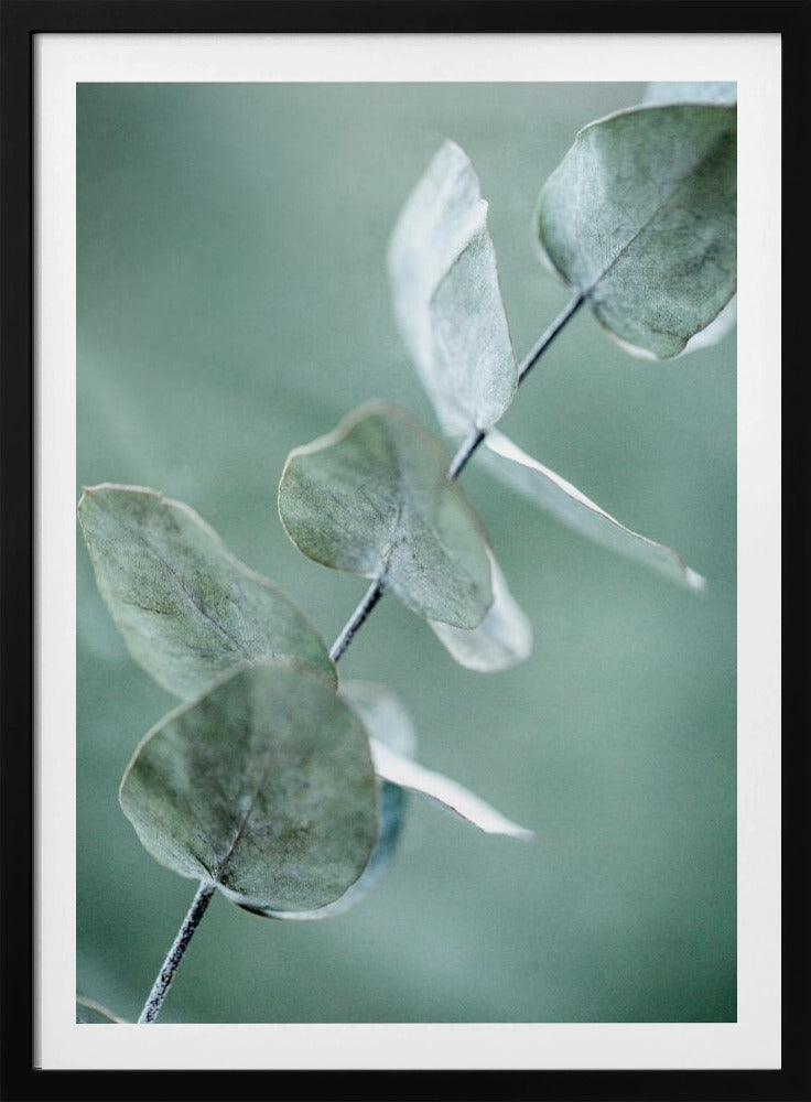 Eucalyptus 9 | Poster