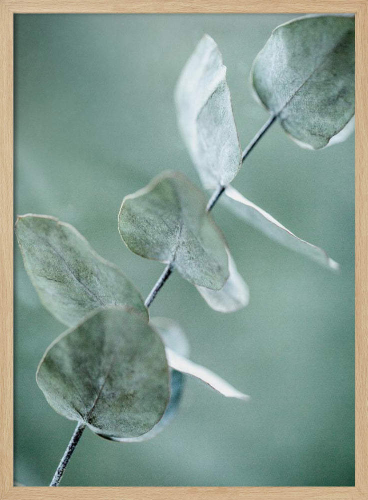 Eucalyptus 9 | Poster