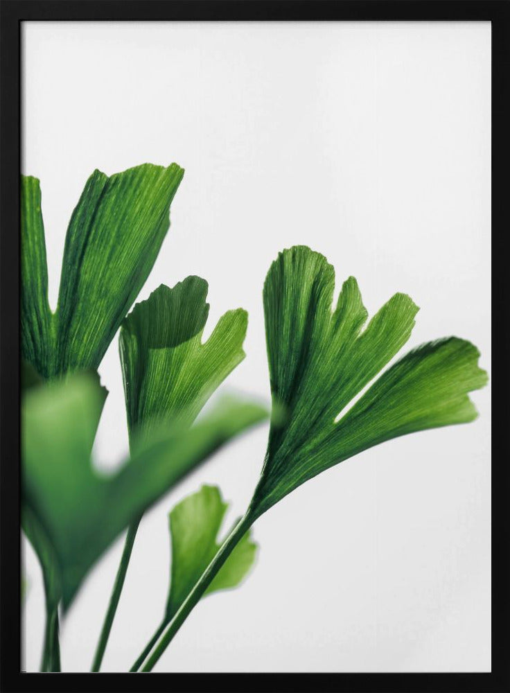Ginko 4 | Poster