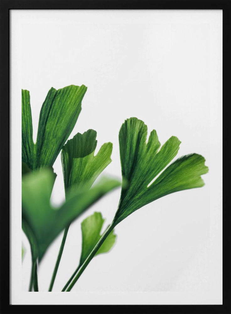 Ginko 4 | Poster