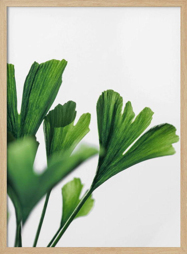 Ginko 4 | Poster