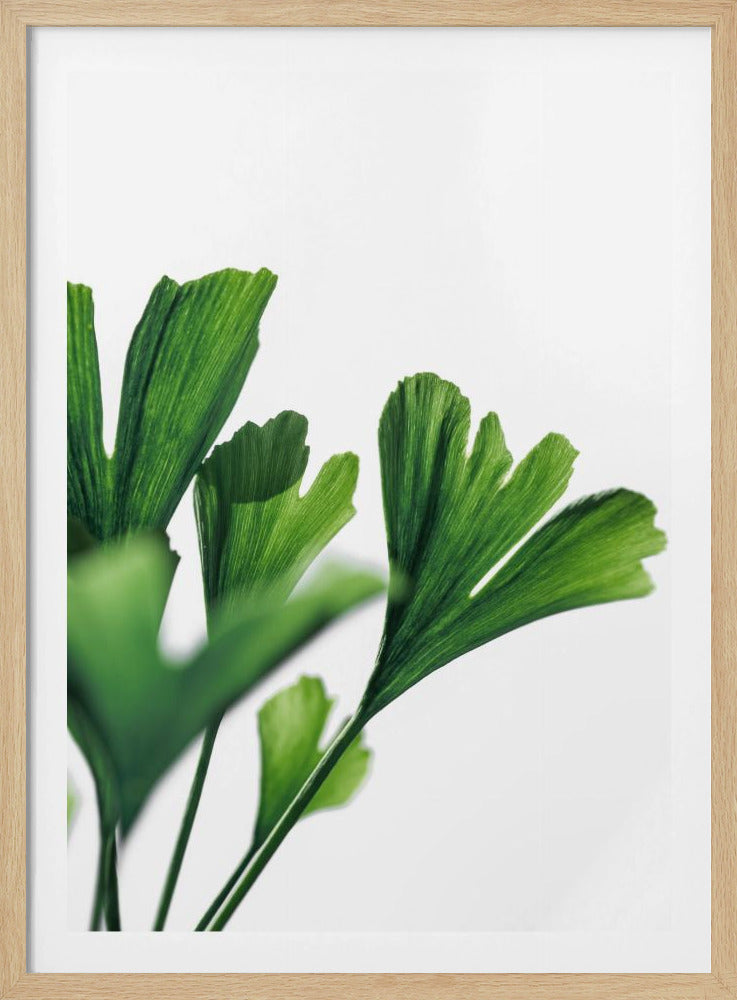 Ginko 4 | Poster