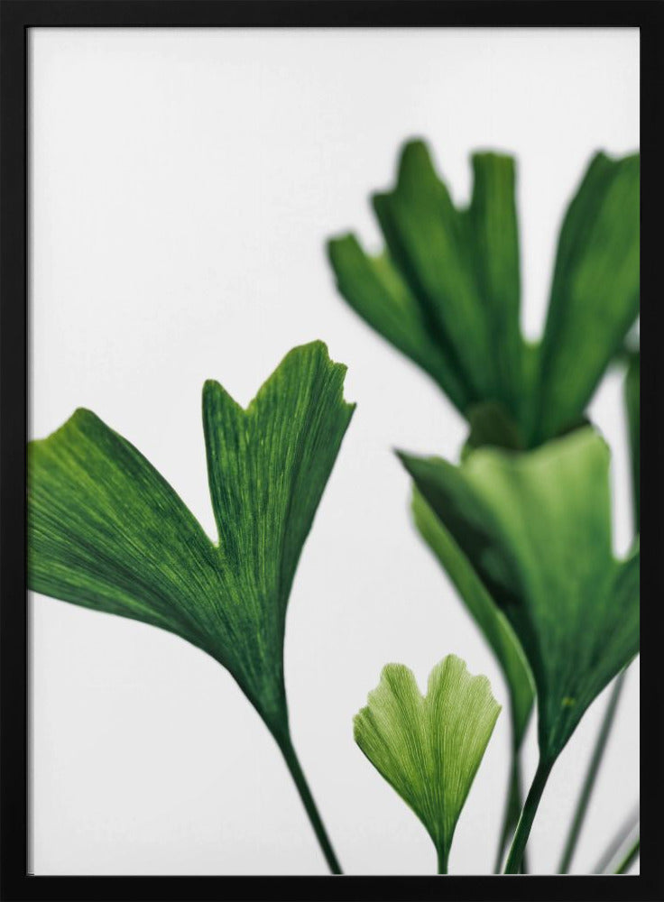 Ginko 5 | Poster