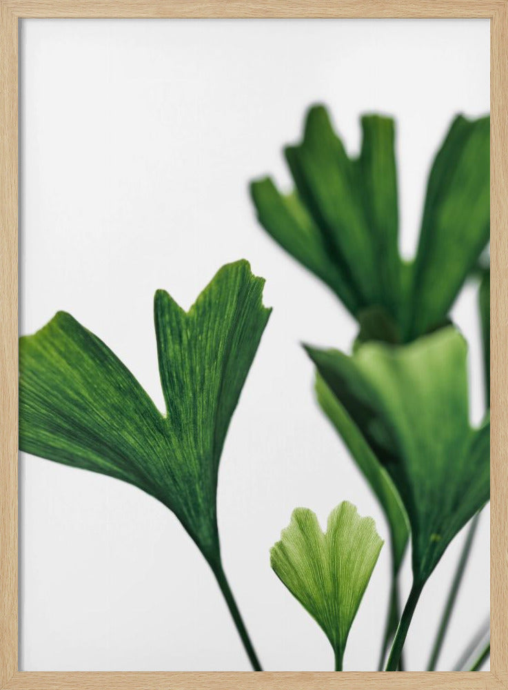 Ginko 5 | Poster