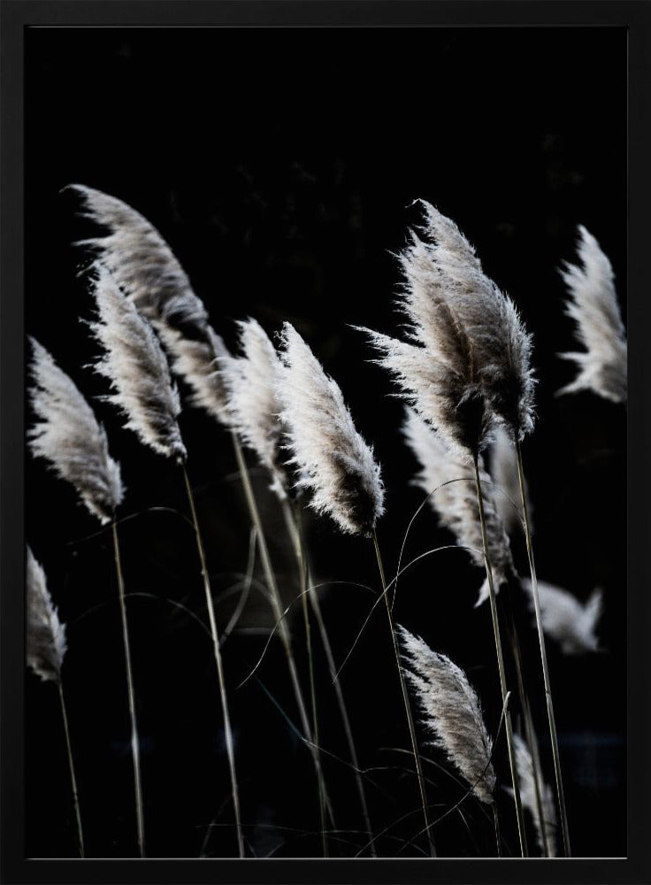 Gras 4 | Poster