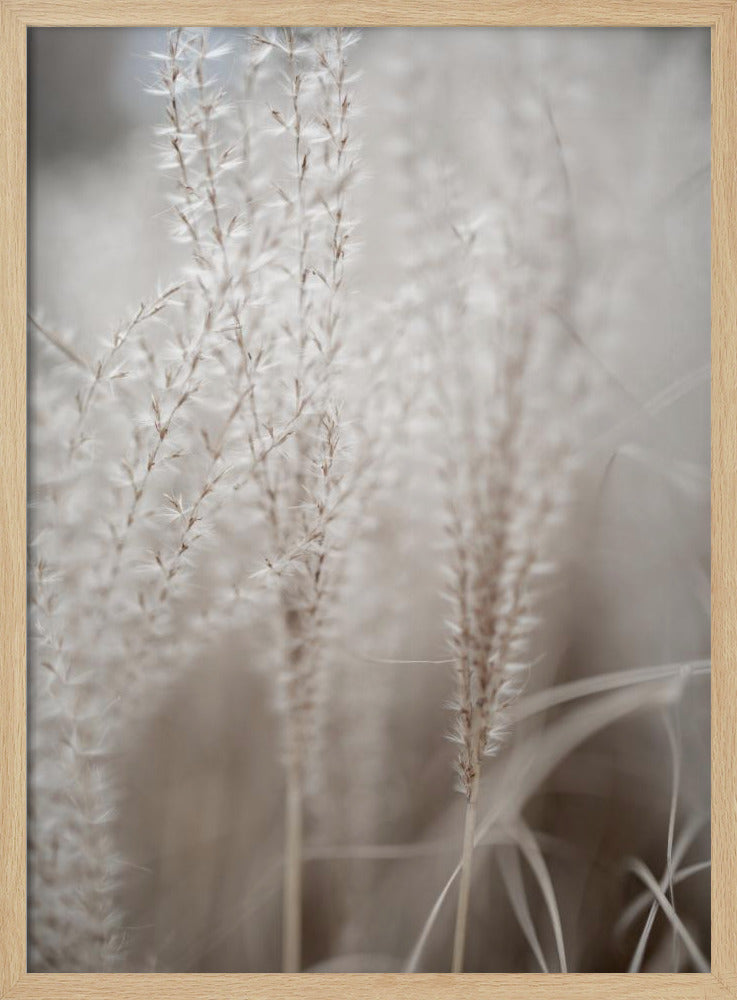 Gras 18 | Poster