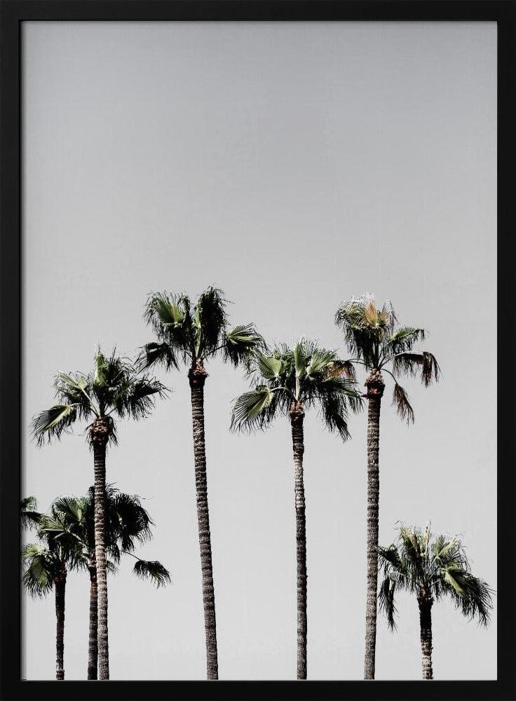 Palmbomen 5 | Poster