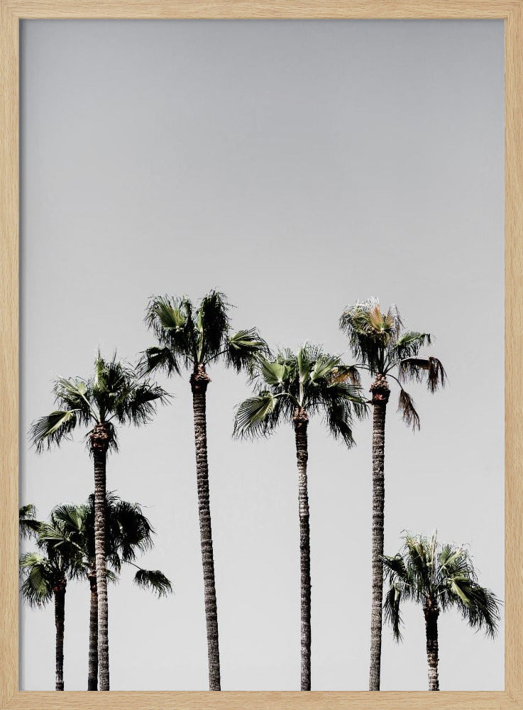 Palmbomen 5 | Poster