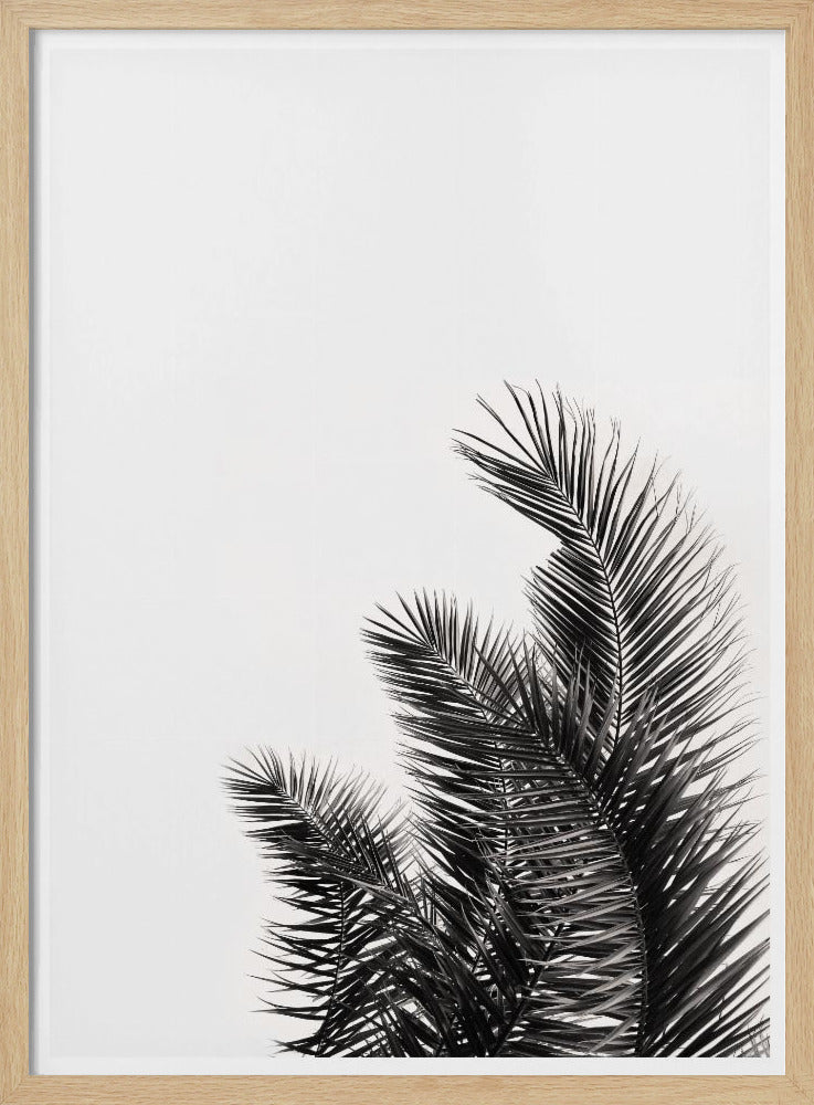 Palm Whisper | Poster