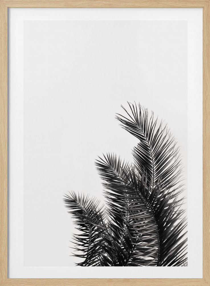 Palm Whisper | Poster