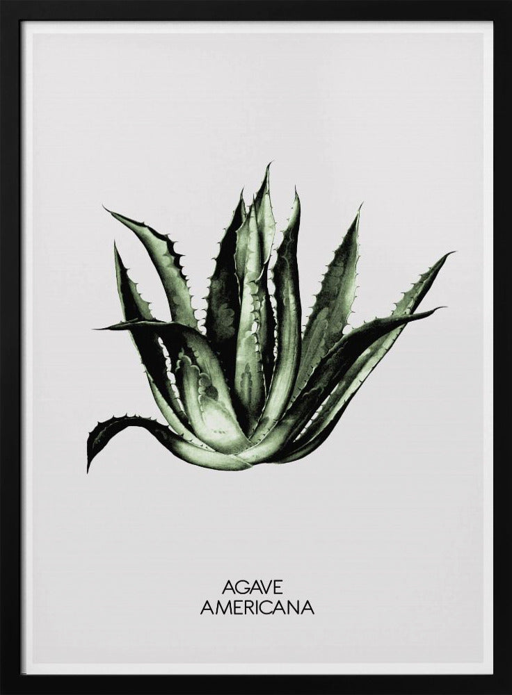 Green Agave Elegance | Poster