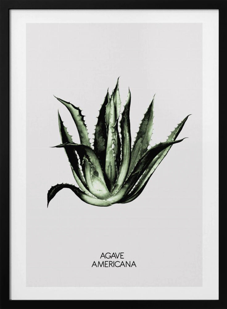 Green Agave Elegance | Poster
