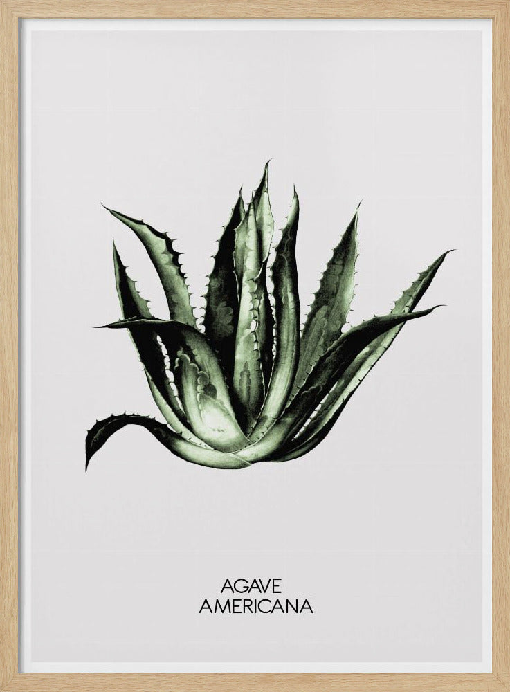 Green Agave Elegance | Poster