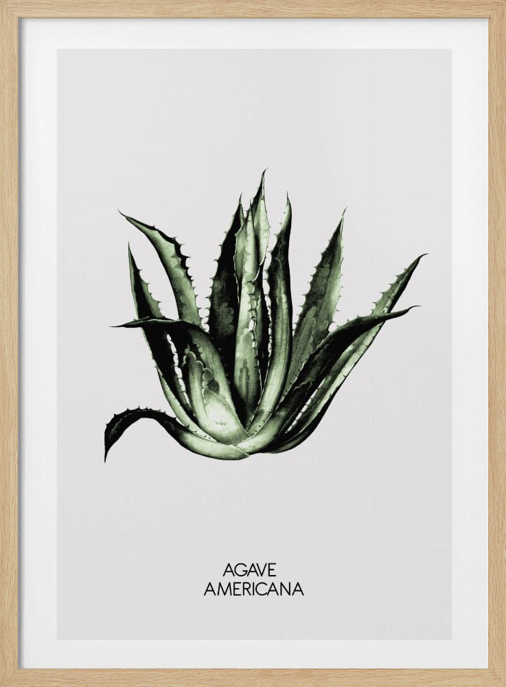 Green Agave Elegance | Poster
