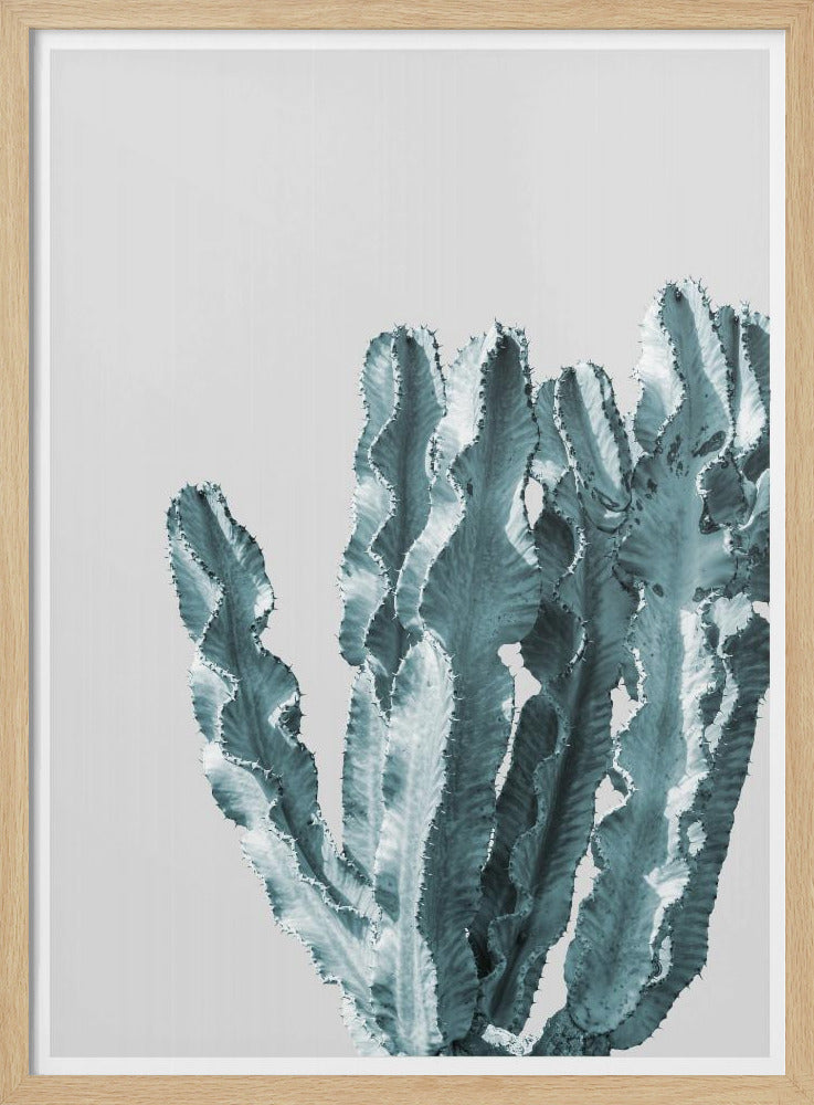 Cactus Elegantie | Poster