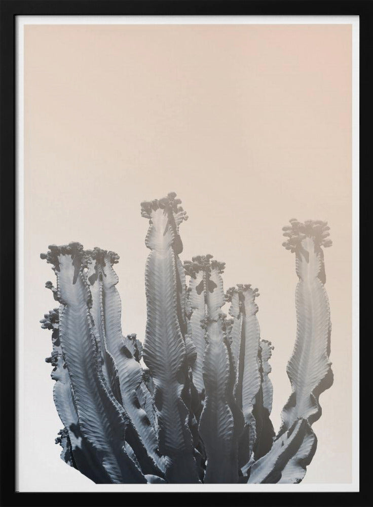 Cactussilhouetten | Poster