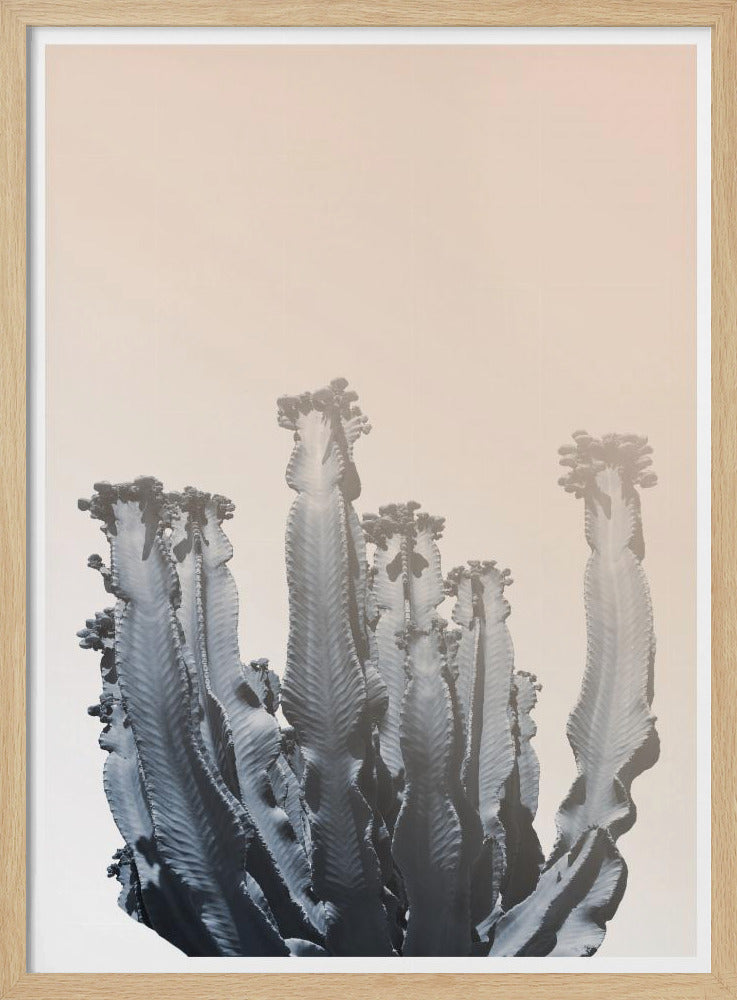Cactussilhouetten | Poster